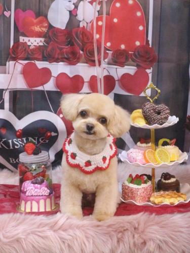 20250227チップくん